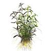 Людвигия дугообразная (Ludwigia arcuata). 
Аквариумные растения. Описание растений