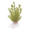 Микрантемум тенистый (Micranthemum umbrosum). 
Аквариумные растения. Описание растений