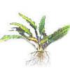 Криптокорина родственная (Cryptocoryne affinis). 
Аквариумные растения. Описание растений