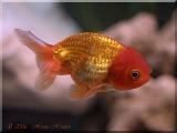 aquafanat_com_ua-gold-fish-lion-head_t1.jpg