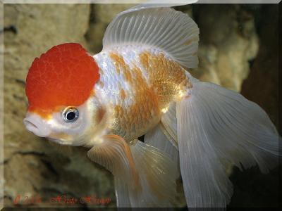 aquafanat_com_ua-gold-fish-red-cap4.jpg